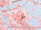 春だ！桜だ！お花見だ！宮城でお花見【三神峯公園編】