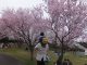 春だ！桜だ！お花見だ！宮城でお花見【みちのく湖畔公園編】