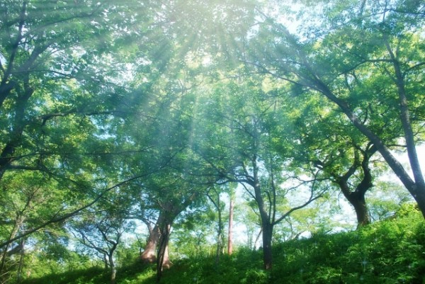 夏バテ予防に今の季節からのウォーキングがおススメ