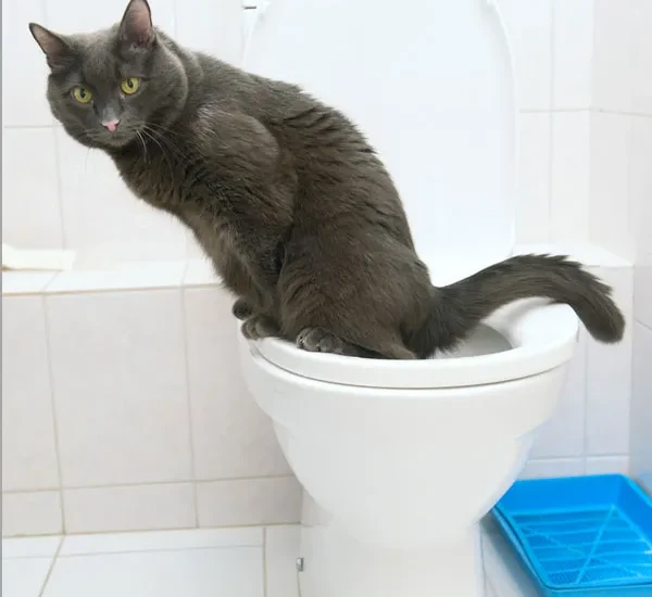 噂の「トイレワ～ルド」が仙台に！【企画展／トイレ？行っトイレ！】2015.12/11～2016.1/11