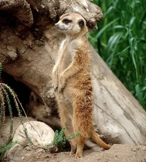 セグウェイに乗ってみたよ