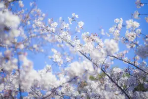 幹事さん必見！お花見に用意しなければいけないもの