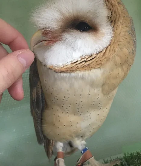 ふくろうと触れ合える！　仙台初のふくろうカフェがオープン！＜仙台福郎＞