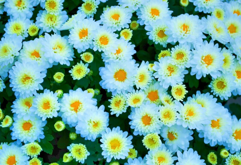 Snap by Me #633MIZUKI /NAO/AMI