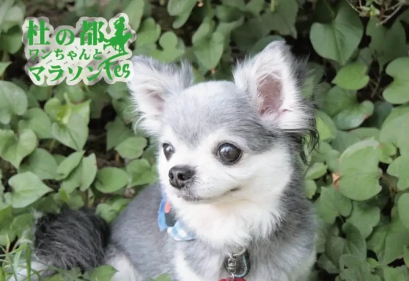 9/22開催！杜の都ワンちゃんとマラソンフェス実行委員会