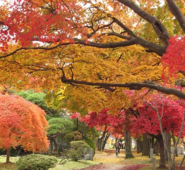 ＪＲバスで行く日帰り紅葉巡り～岩手～その①