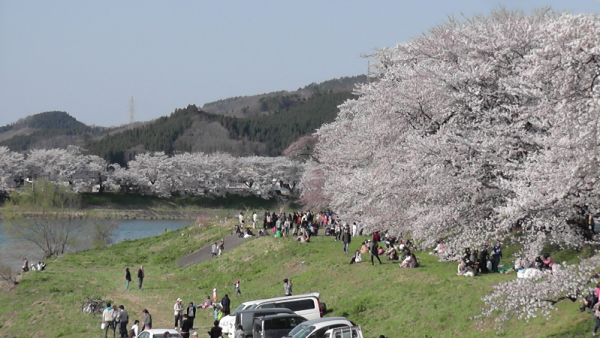春だ!桜だ!お花見だ!宮城でお花見【一目千本桜編】 春だ!桜だ!お花見だ!宮城でお花見【一目千本桜編】