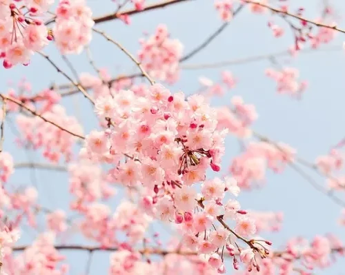 春だ！桜だ！お花見だ！宮城でお花見【三神峯公園編】