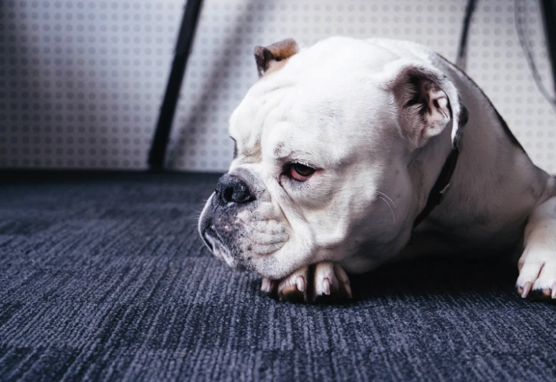 【仙台から行く道の駅】わんちゃんを連れて…三滝堂のドッグラン
