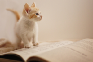 読書の秋【知識を深める】明日の自分の“タメになる”本３選