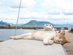 【猫に会いたいなら田代島】仙台市内から日帰り猫旅