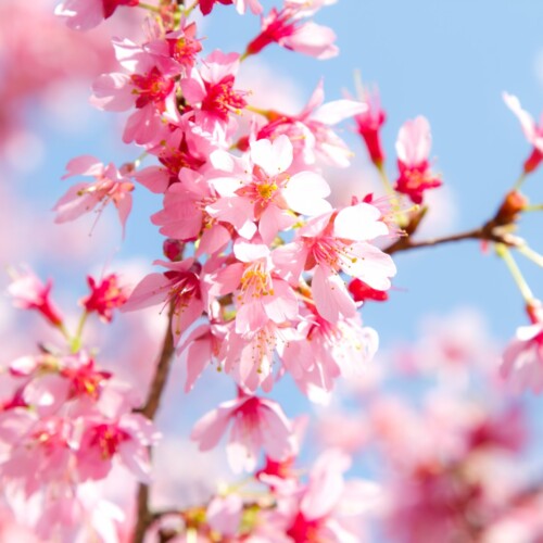 【こんな時にはこんな花】入学お祝いにおすすめの花は？