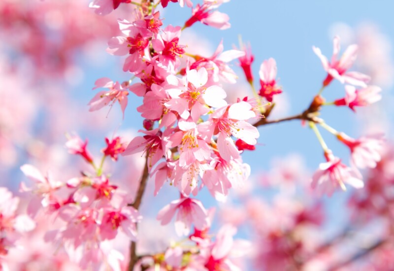 【こんな時にはこんな花】入学お祝いにおすすめの花は？