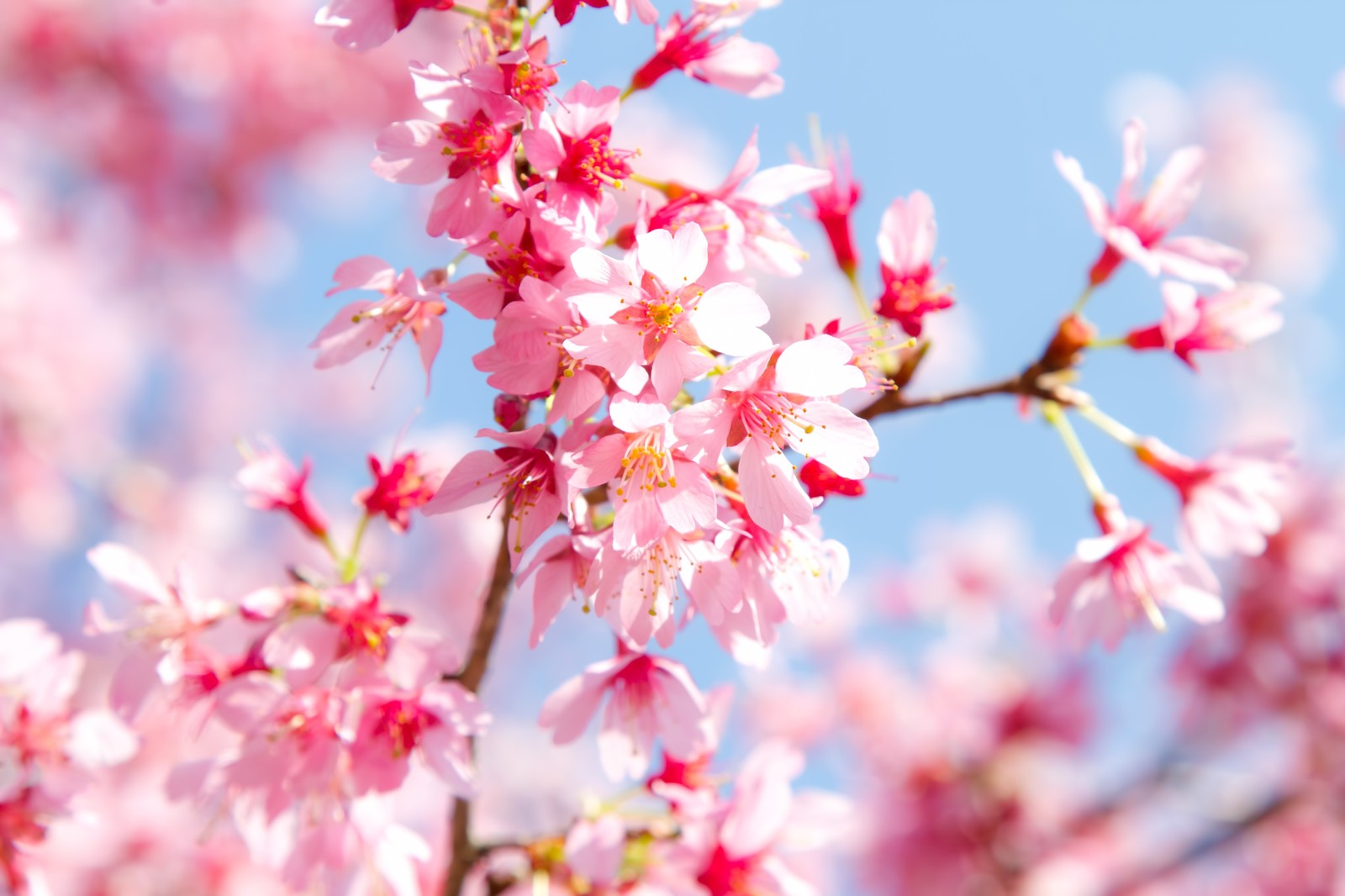 【こんな時にはこんな花】入学お祝いにおすすめの花は? 【こんな時にはこんな花】入学お祝いにおすすめの花は?