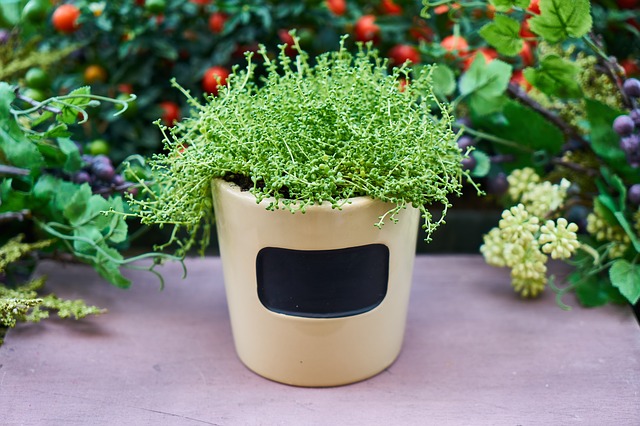 【仙台の新生活】部屋に緑を!お手軽「フェイク観葉植物」特集 【仙台の新生活】部屋に緑を!お手軽「フェイク観葉植物」特集