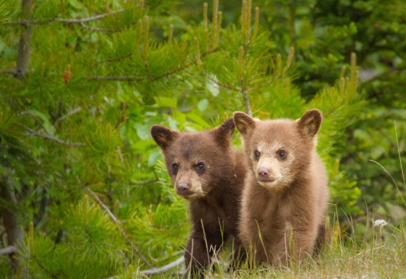 仙台市でクマ出没！知っておきたいクマとの遭遇対策 🐻
