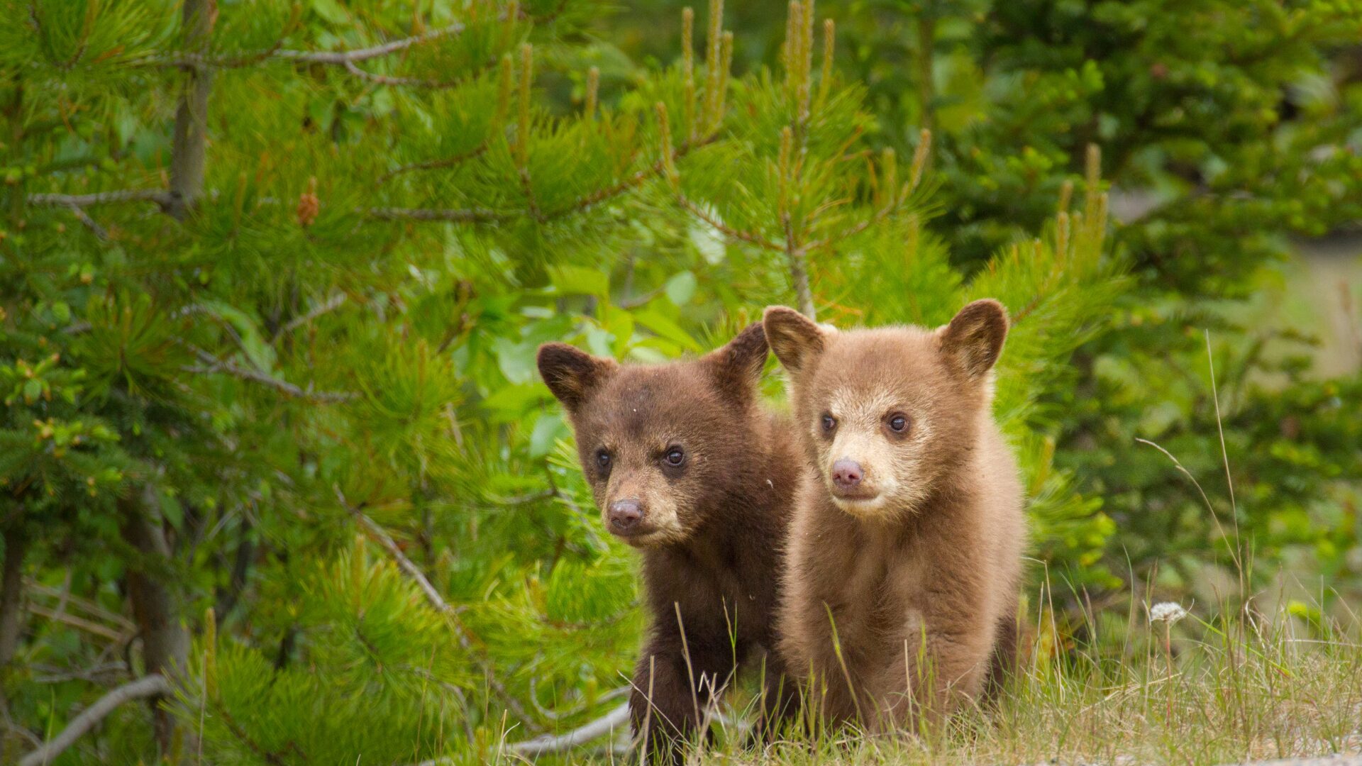 仙台市でクマ出没!知っておきたいクマとの遭遇対策 🐻 仙台市でクマ出没!知っておきたいクマとの遭遇対策 🐻