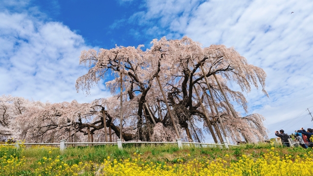 もうすぐ春。ということで、桜にまつわる日本の言い伝え&昔話🌸 もうすぐ春。ということで、桜にまつわる日本の言い伝え&昔話🌸